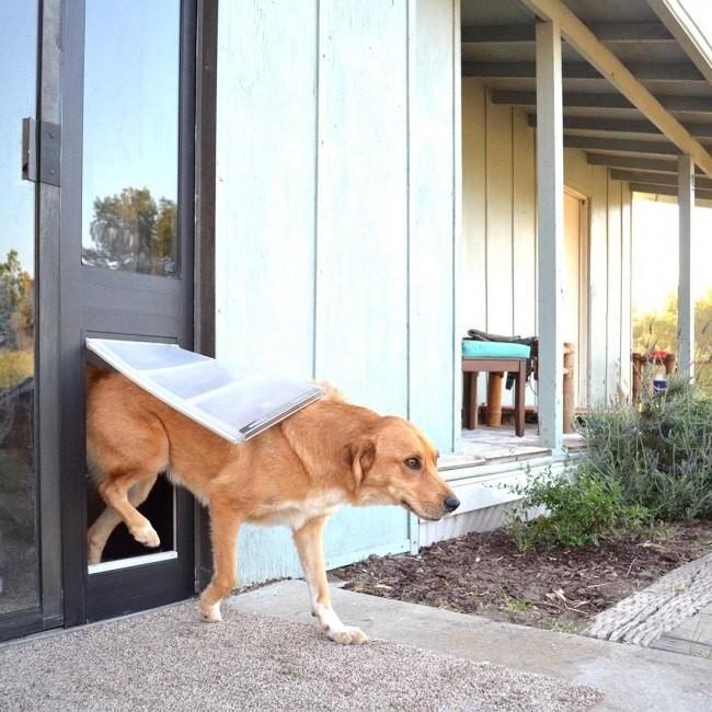 Sliding Glass Dog Doors